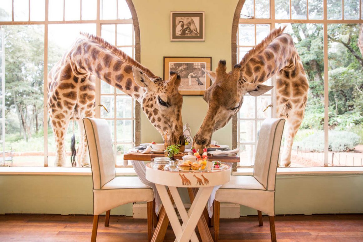 Realmomster Design Peeks Giraffe Manor Kenya