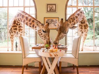 Realmomster Design Peeks Giraffe Manor Kenya