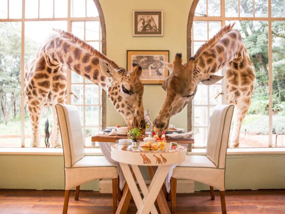 Realmomster Design Peeks Giraffe Manor Kenya